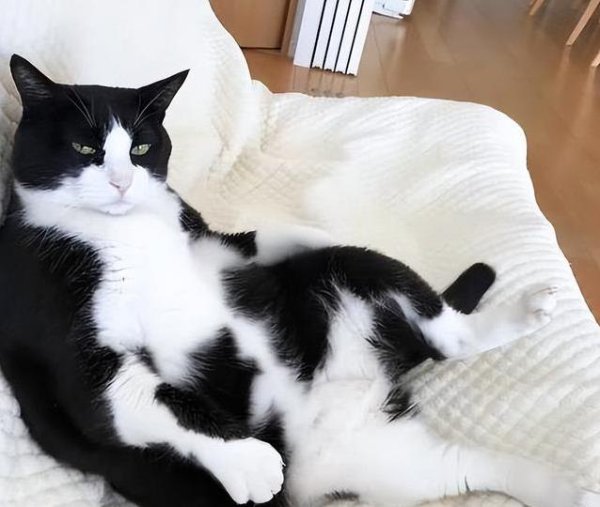 亚金配资 奶牛猫拆家翻脸样样行，养了三年胖成球，后悔没早知