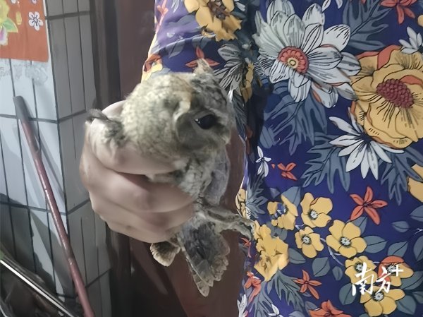 亿海智投 10岁小学生机智救助迷路猫头鹰，获颁“保护动物小卫士”