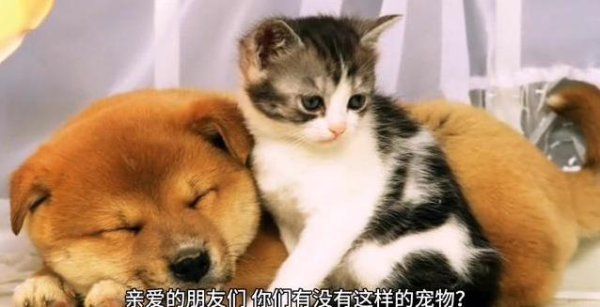 富配平台 家里小猫扎堆来，奶牛猫翻窗夜游，粘人精何时归来？